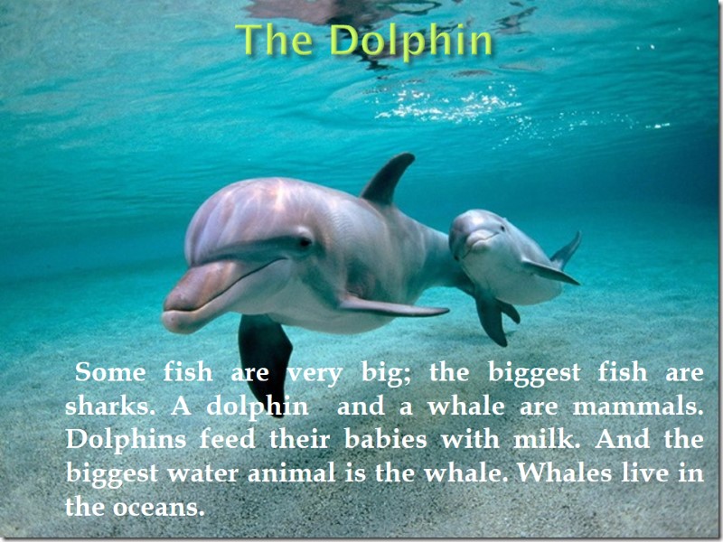 The Dolphin       Some fish are very big; the